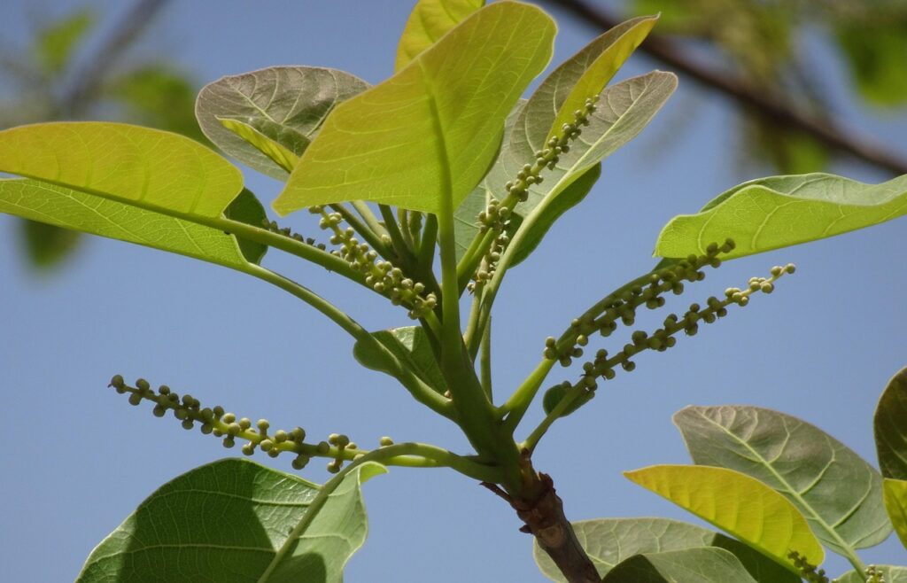 plant, terminalia bellirica, bahera, beleric, tree, bastard myrobalan, bibhitaka, ayurvedic, medicinal, nature, deciduous, triphala, inflorescence, flora, rajkot, india