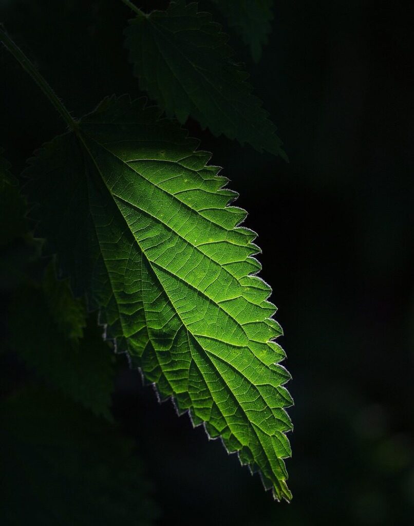 nettle, leaf, plant, leaf veins, flora, nature, dark, closeup, nettle, nettle, leaf, leaf, leaf, leaf, leaf, nature, dark, dark, dark, dark